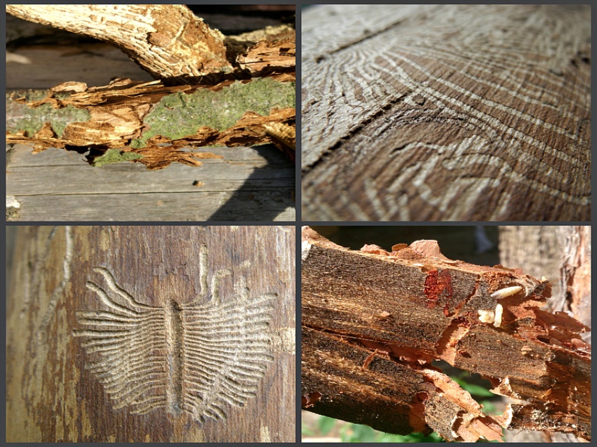 Что могут сделать с древесиной вредители