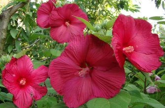 Гибискус - жемчужина лета