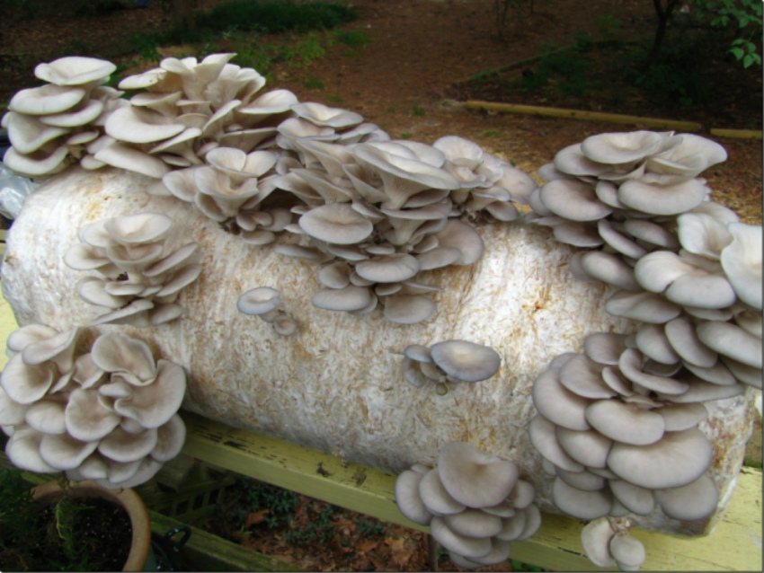 грибы вешенка