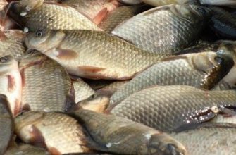 выращивание рыбы