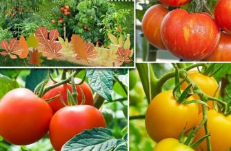 сорта томатов