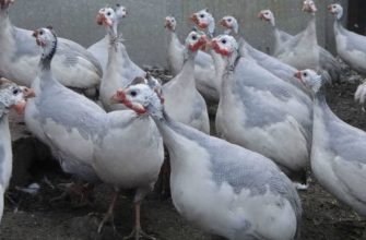 цесарки выращивание