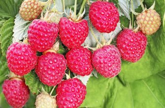 малина ягода