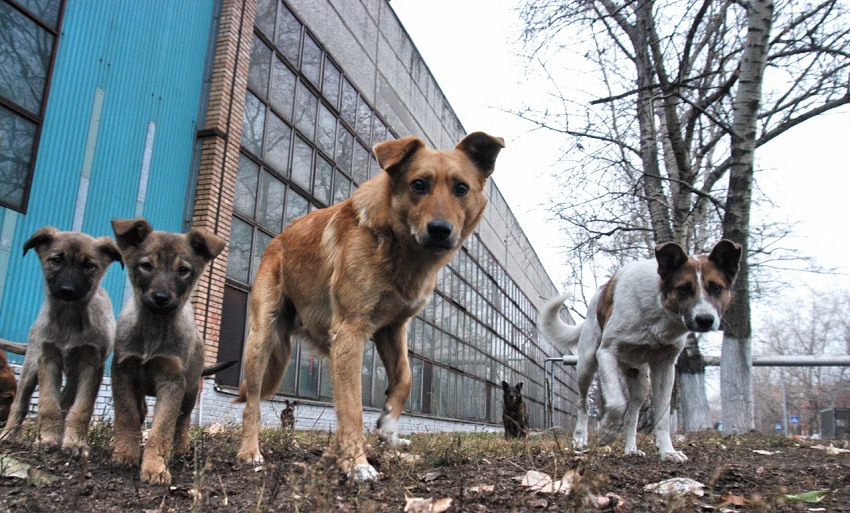 Как избавиться от бродячих собак на улице, во дворе | Как бороться с  бродячими и куда обращаться