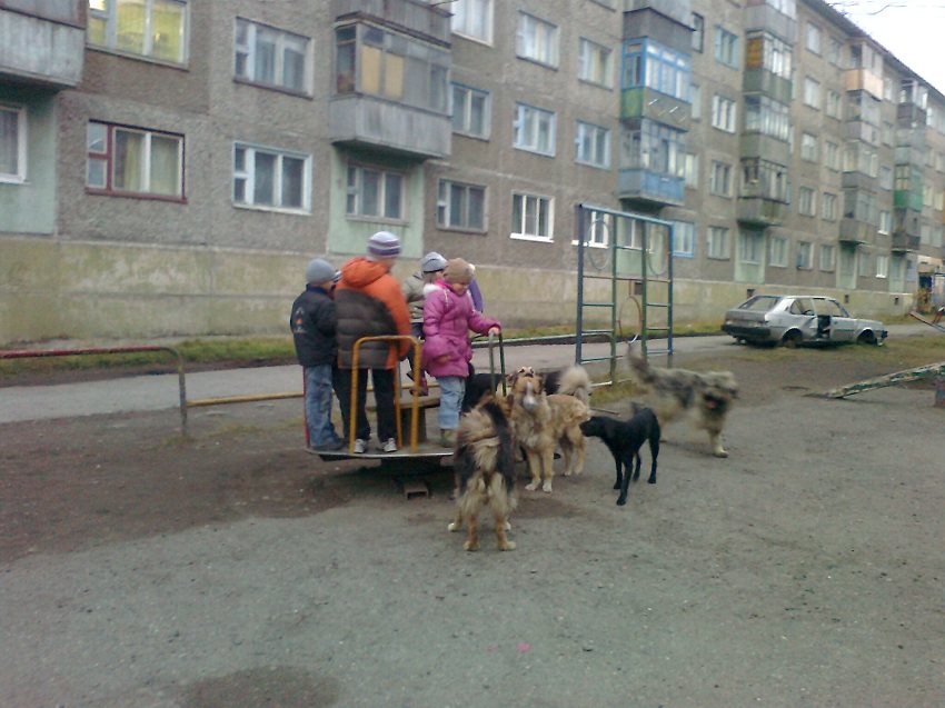 Бродячие собаки на улице и во дворе, как избавиться и куда обращаться
