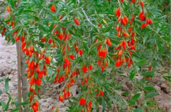 Годжи ягоды счастья