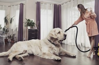Большая собака и уборка при помощи пылесоса