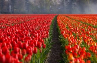 Весенний уход за тюльпаном для обеспечения егоактивного роста и цветения