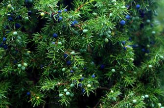 Можжевельник