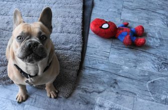 Лежанка для собаки