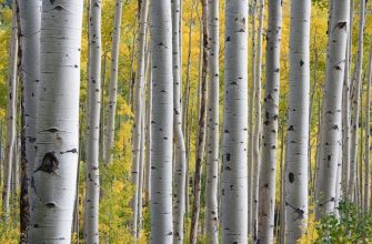 Береза и березовый сок