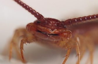 10 насекомых, которые живут в нашем доме