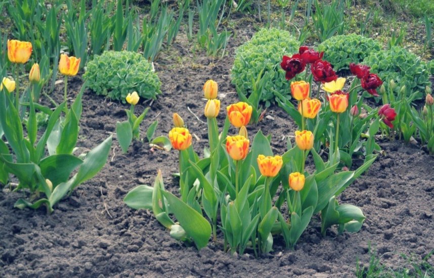Как ухаживать за тюльпанами весной