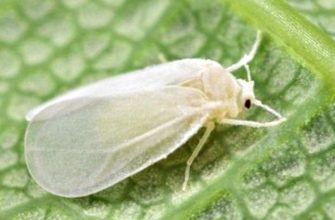 белокрылка вредитель