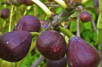 инжир в доме