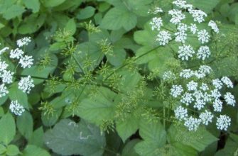 сныть удобрение