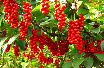 лимонник китайский