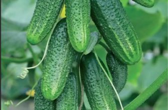 выращивание огурцов