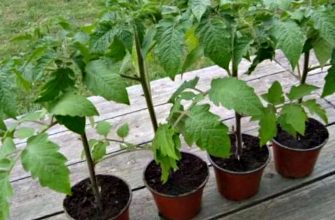 рассада помидор высадка