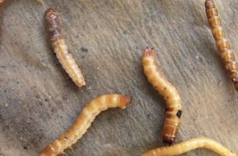 Проволочник