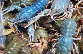 разведение раков