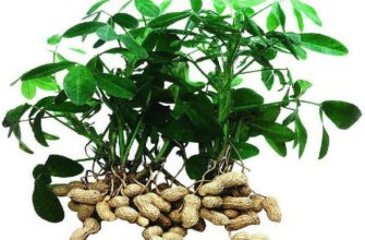 арахис выращивание