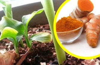 куркума выращивание