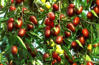 зизифус выращивание в домашни х условиях