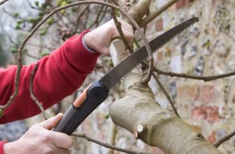 Как правильно обрезать деревья