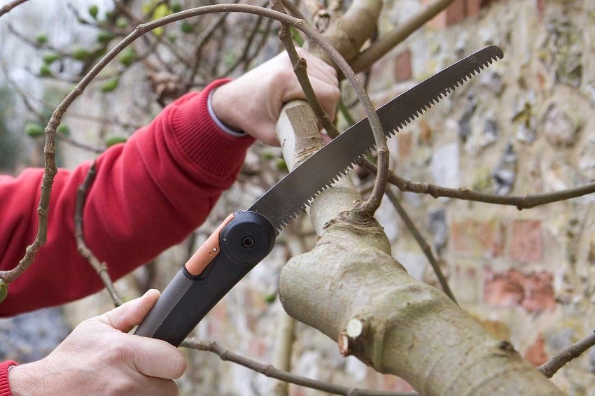 Как правильно обрезать деревья