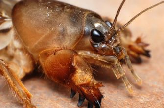 Внешний вид медведки