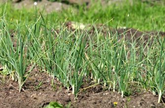 Органические удобрения