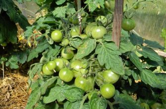 Грядки на фундаменте