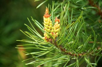 Посадка сосны на участке