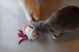 Кошки, играющие с роботом