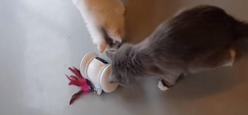 Кошки, играющие с роботом