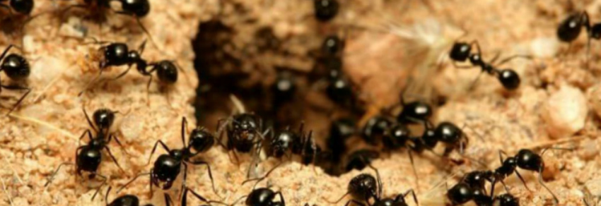 домашние муравьи