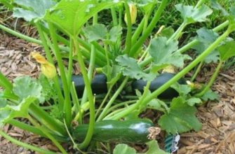 открытый грунт кабачок