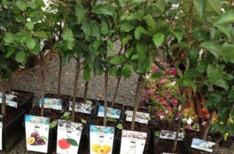 перевозим саженцы