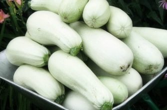 выращивание кабачков