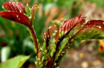 тля избавиться