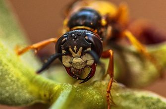 Как избавиться от шершней