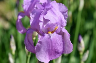 Яркие ирисы