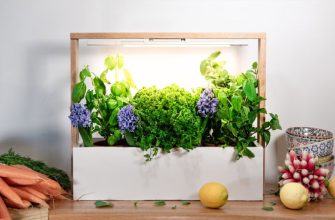 Домашний мини-огород