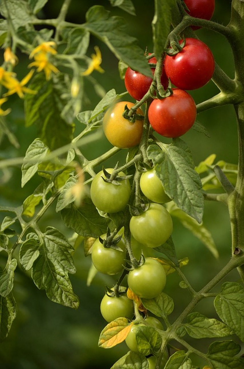 Контейнерное выращивание томатов