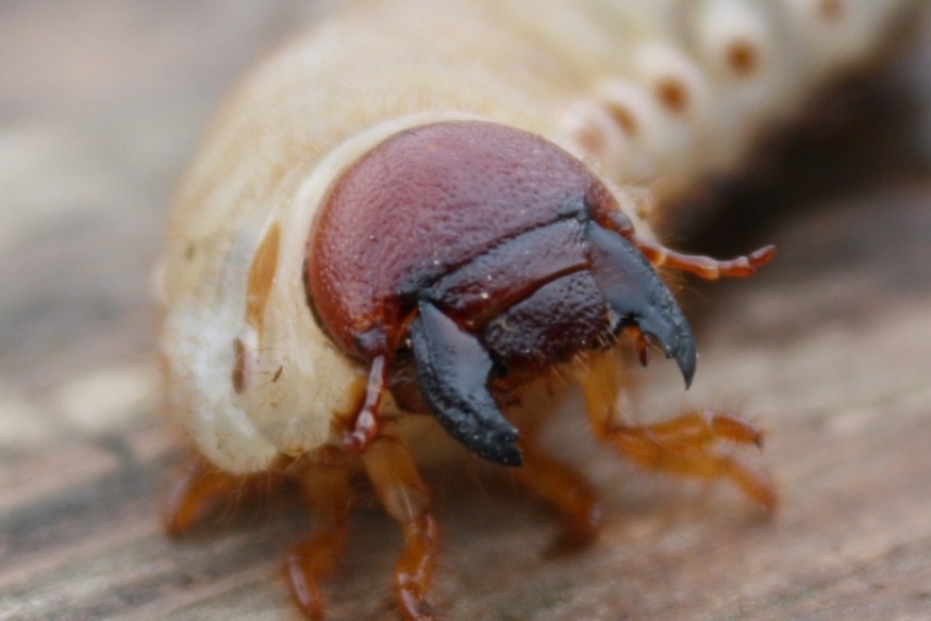 Личинки майского жука