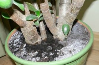 белый налет