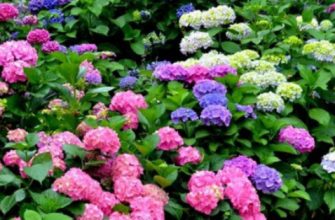 декоративные кустарники