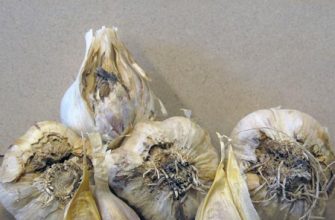 нематода на чесноке