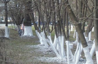 побелка деревьев